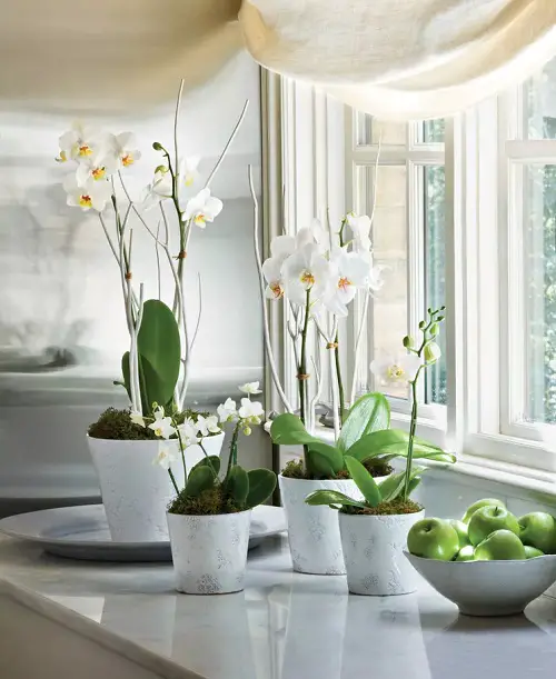 lovely Cold Tolerant Indoor Plants