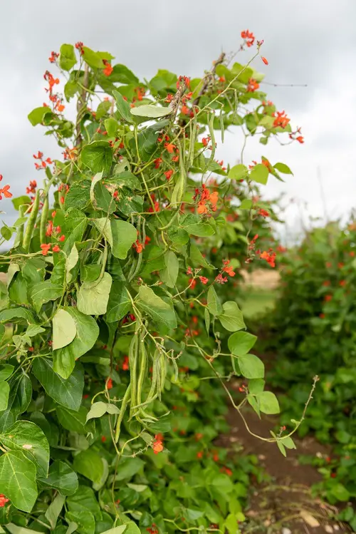 Fast-growing Flowering Vines to grow 