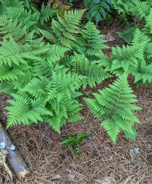 Beautiful Perennial Ferns to grow