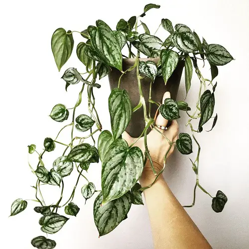 Philodendron Brandi care