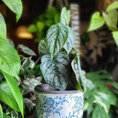 Philodendron Brandi plant indoor