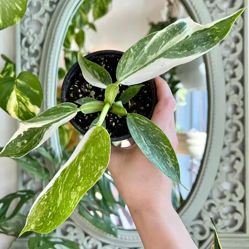 Marvelous Philodendrons You Will Truly Adore 2