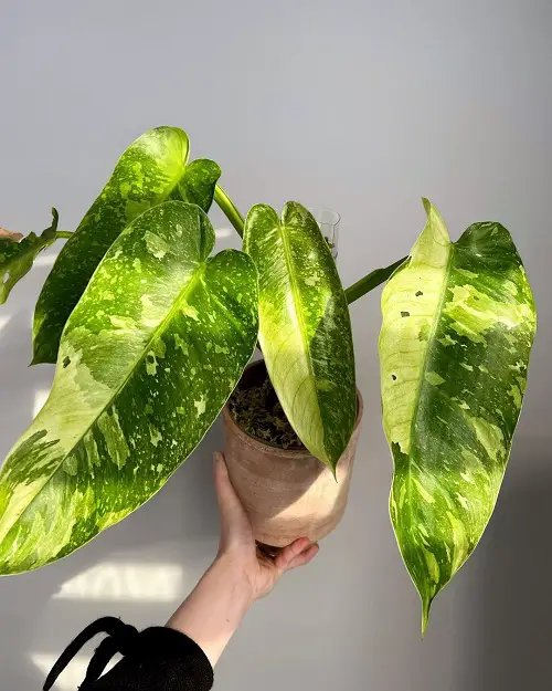 Best Pot for Philodendron Jose Buono
