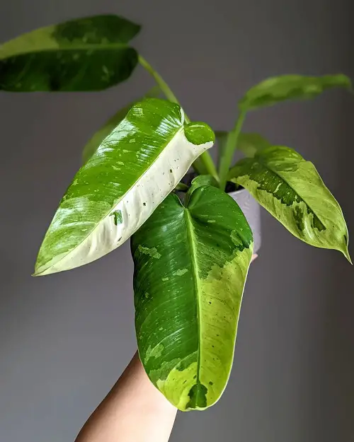 Philodendron Jose Buono Care