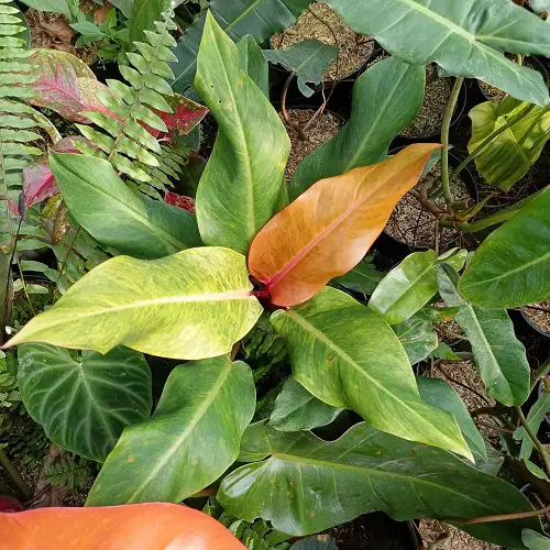 Requirements for Growing Philodendron Orange Marmalade