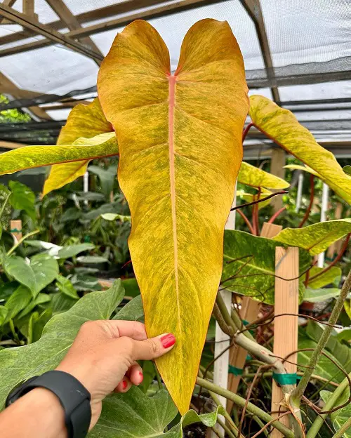 Propagating Philodendron Orange Marmalade from Cuttings