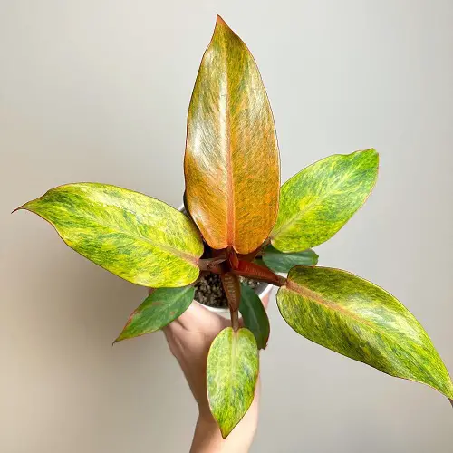 Philodendron Orange Marmalade Information