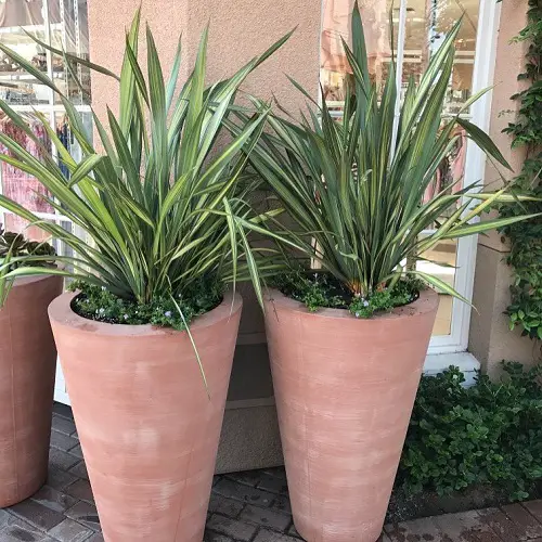 Gorgeous Plants with Leaves Shaped Like Swords