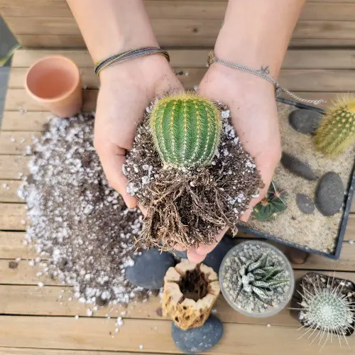 Cactus Turning Yellow due to poor soil