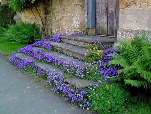 Plants on Steps and Staircase 8