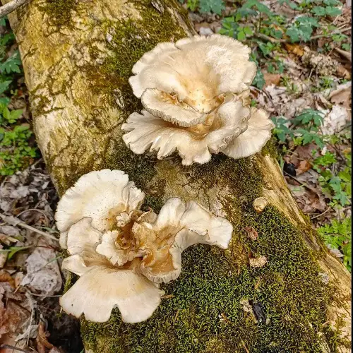 most Common Names for Mushrooms with an image