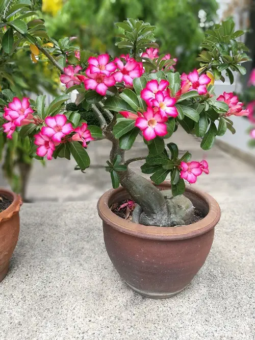 Pink Flower Types for a Garden 