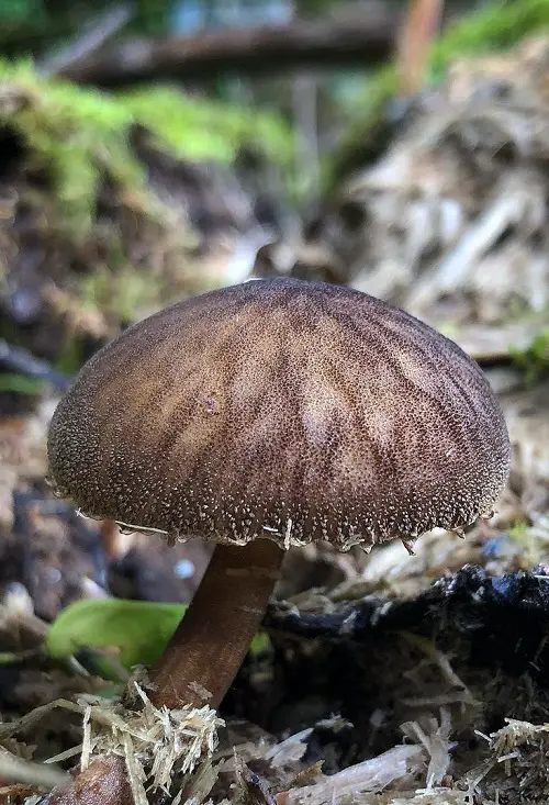 beautiful Common Mushroom Names