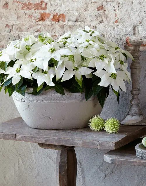 amazing Best Flowering Houseplants