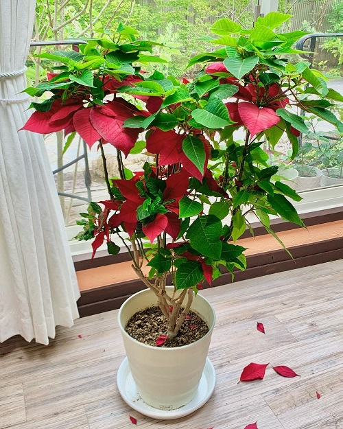 Houseplants You Can Grow with Items 