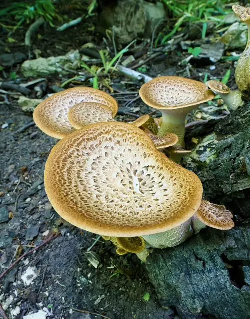Common Names for Mushrooms with an image