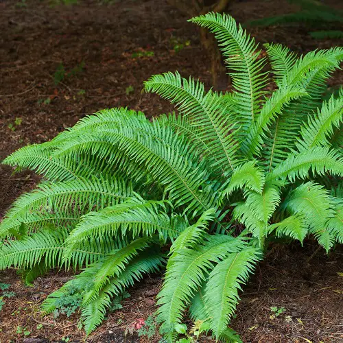 Beautiful Perennial Ferns in garden 8