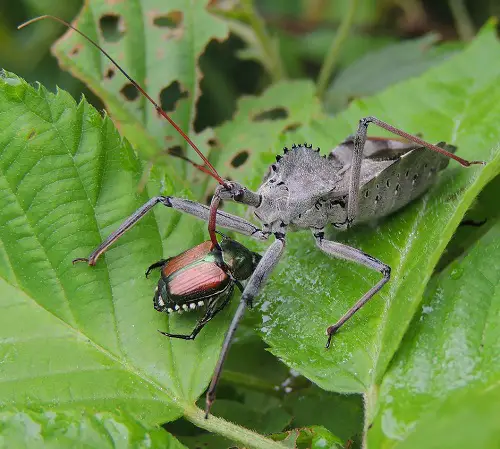 Wheel Bug in garden