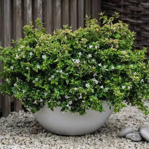 Kaleidoscope abelia Care