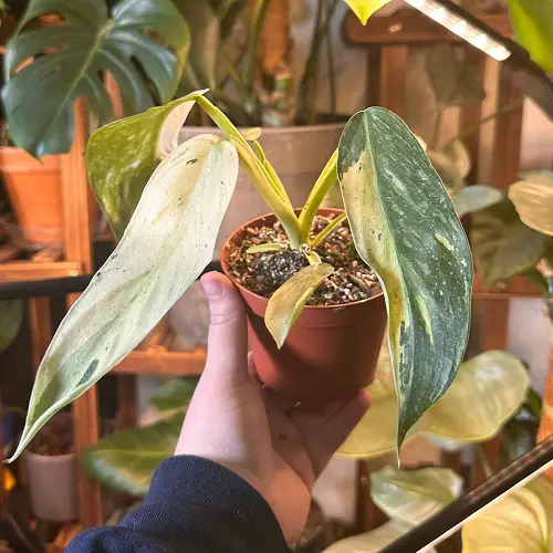 Propagating Philodendron Jose Buono