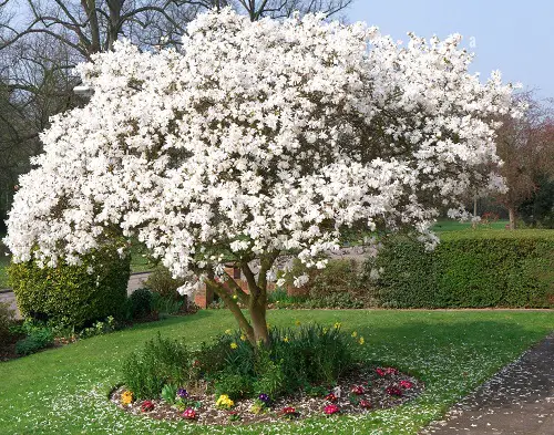 How to Grow Magnolia Alba Easily 