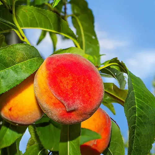 Fruits With The Beginning Of The Letter F