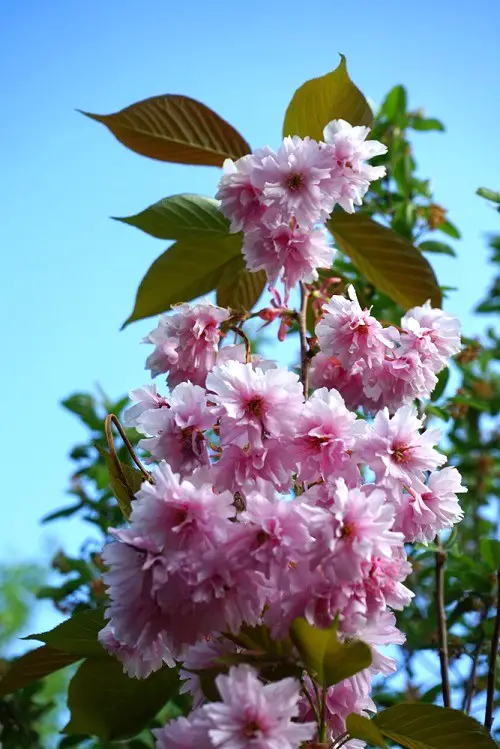 Asian Flowers for Your Garden to Grow