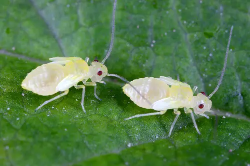 best tiny White bug on Dust-Looking Plants