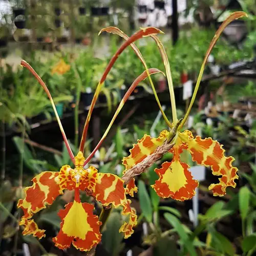Incredible Varieties of Yellow Orchids
