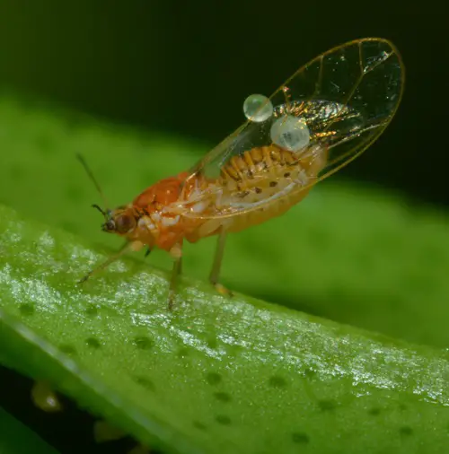 best Little White bug on Dust-Looking Plants