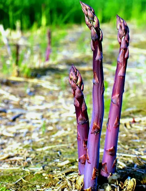 Ornamental Vegetables in garden 