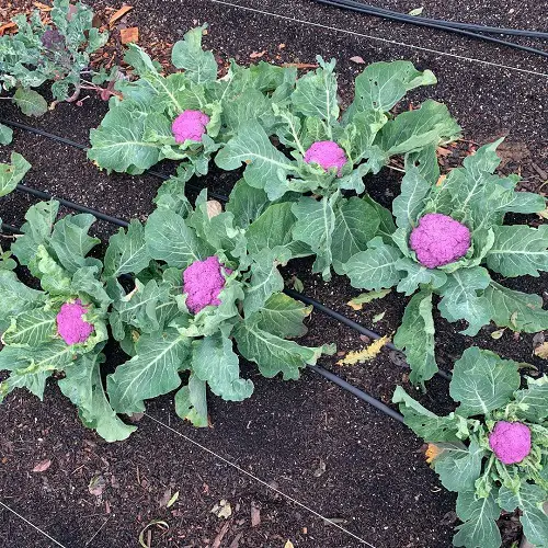 Ornamental Vegetables growing in garden
