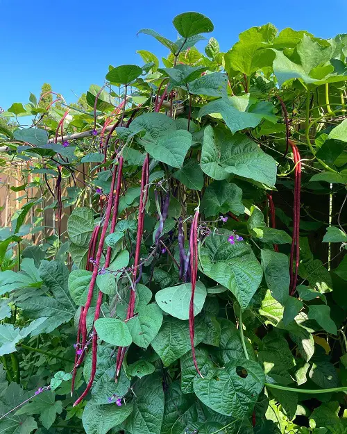 Ornamental Vegetables grow in garden bed