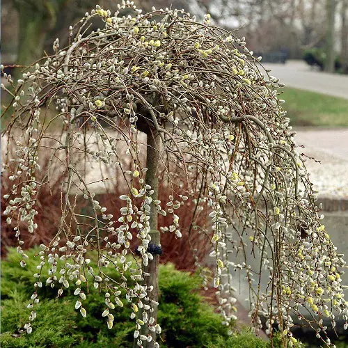 Everything About Growing Pussy Willow