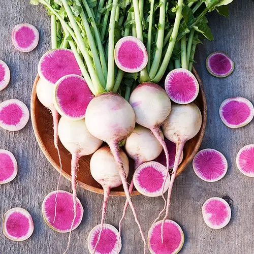 Ornamental Vegetables 67