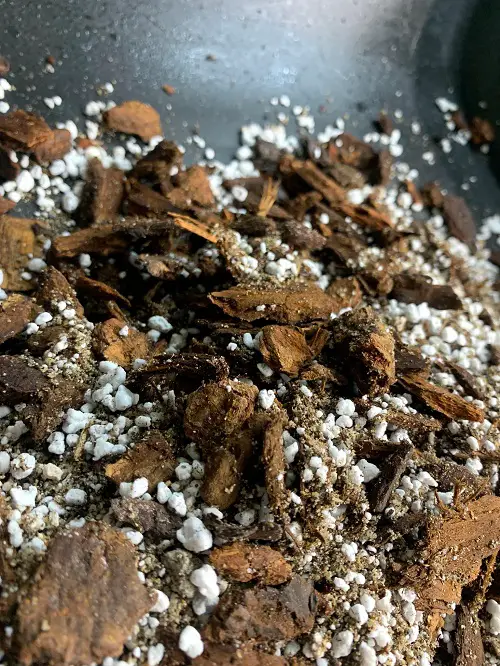 Aroid Mix to Prevent Root Rot