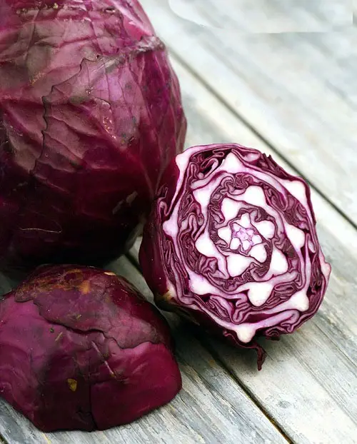 Ornamental Vegetables indoor 23