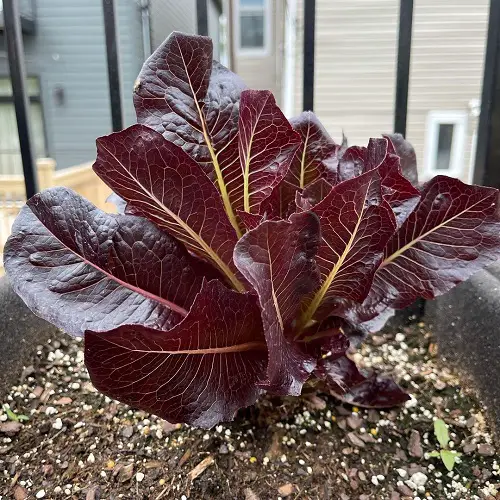 Ornamental Vegetables to grow