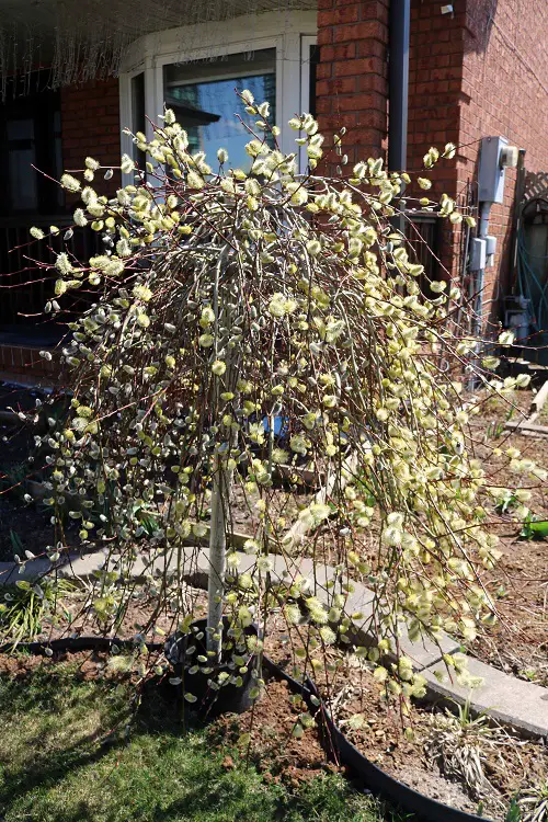 Pussy Willow in garden