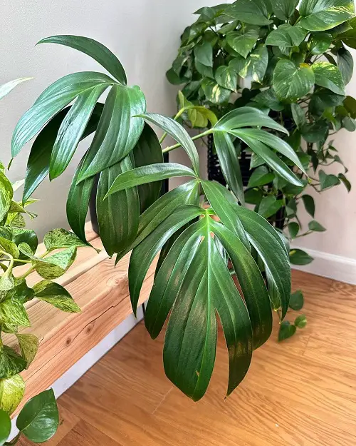 Rhaphidophora decursiva Care