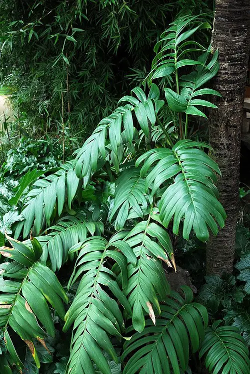 Requirements for Growing Rhaphidophora decursiva