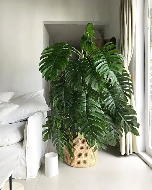 Everything About Growing Rhaphidophora decursiva