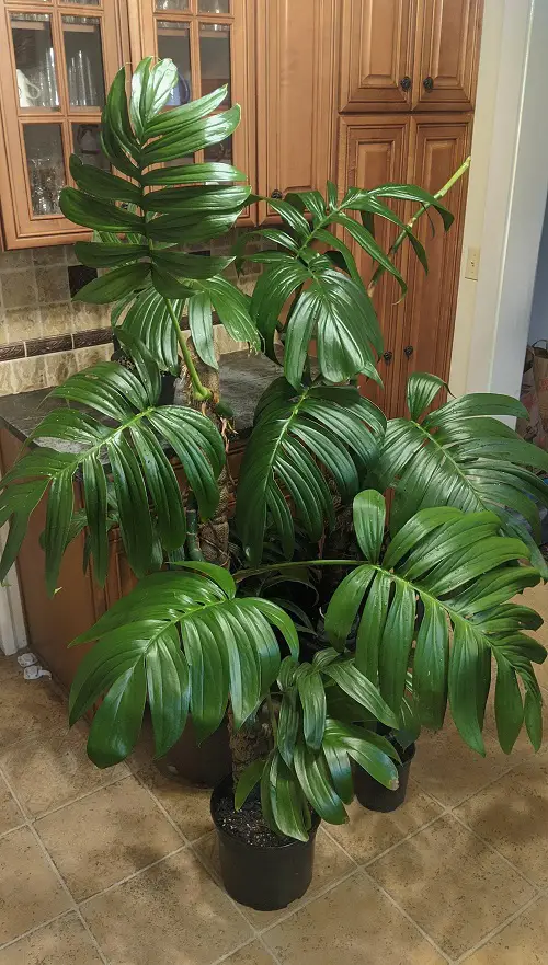 Propagating Rhaphidophora decursiva