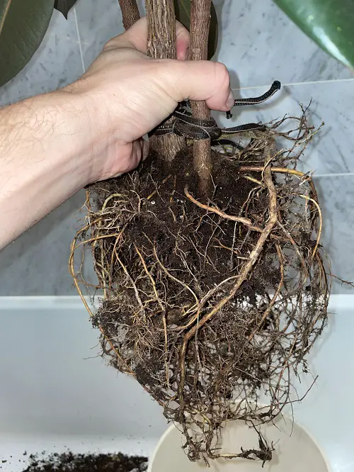 Rubber Plant Leaves Curling and Falling Off - Reasons and solutions