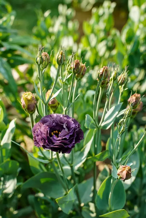 Types of Lisianthus Varieties in garden 