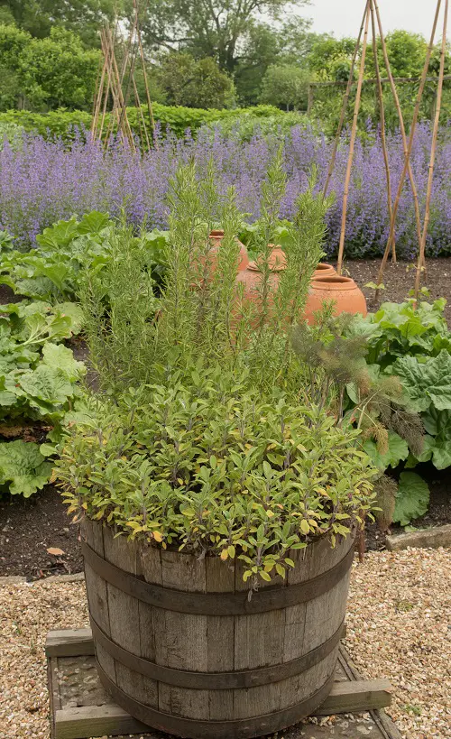 amazing Best Plants to Keep Lizards Away from Garden