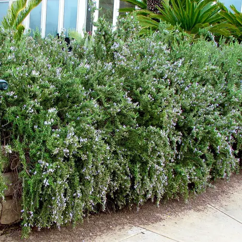Best Creeping Rosemary Varieties for garden