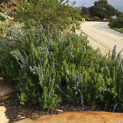 Creeping Rosemary Varieties near road
