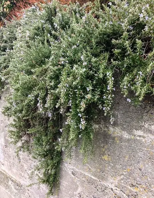 Best Creeping Rosemary Varieties in wall 