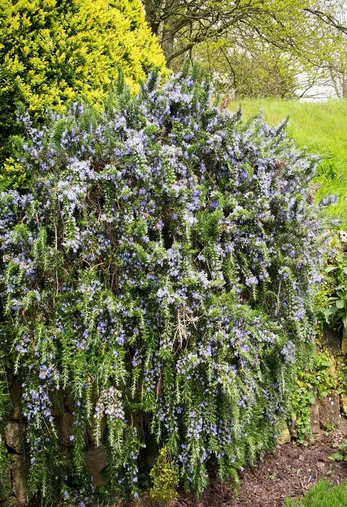 beautiful Best Creeping Rosemary Varieties